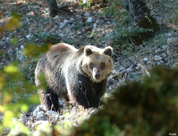 orso in Trentino ordinanza rimozione