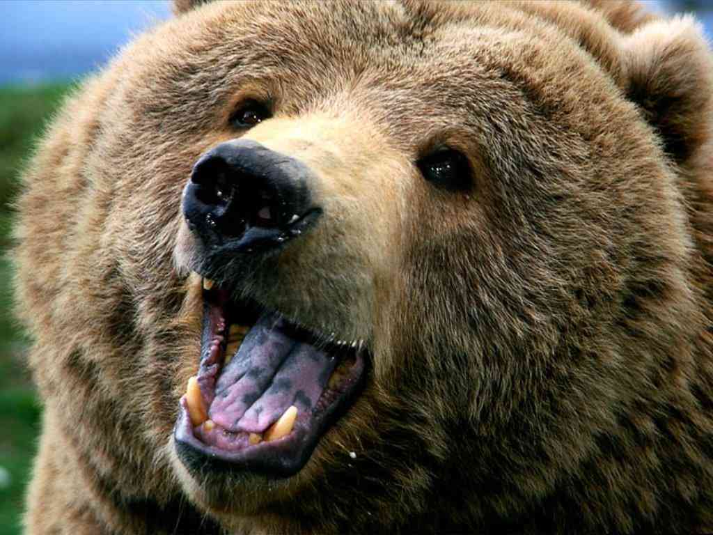 orso in trentino attacco