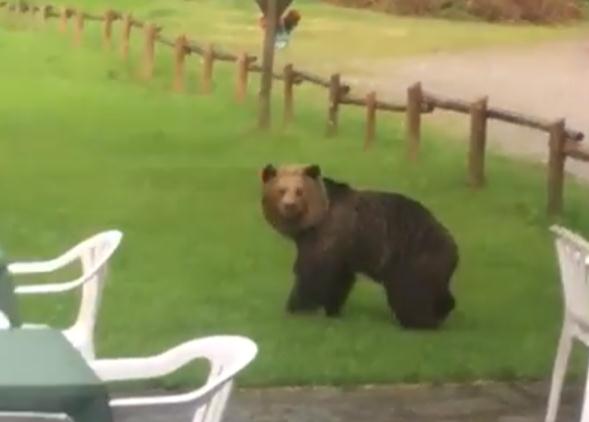 orso in val Genova