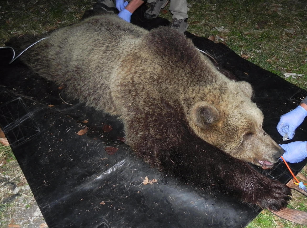orso-radiocollare-1 imagefullwide