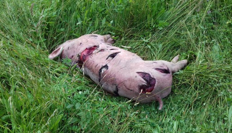 2b6415cf-1865-4df2-bc12-c100a361fae7