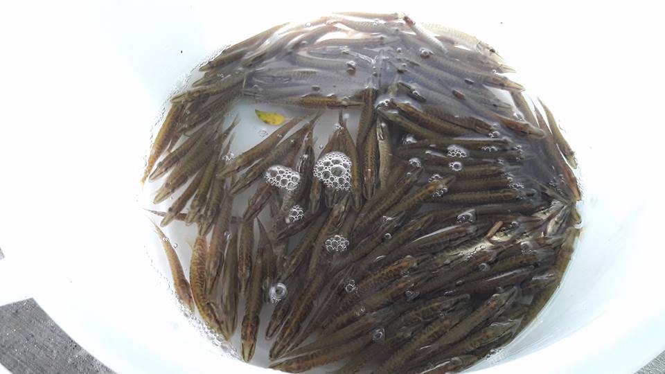 17903941 1882829738657467 9093140462435151861 n