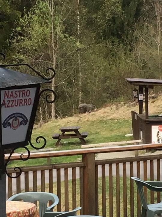 18035496 1732103636809918 675174508 n