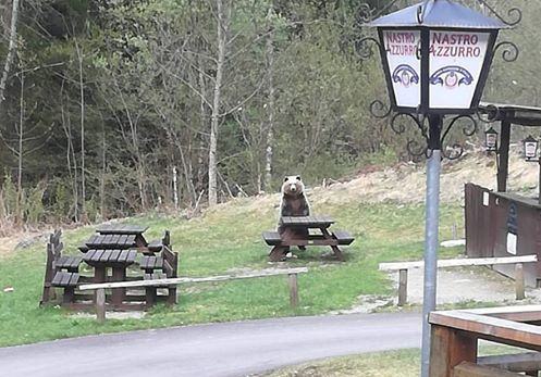 orso alle cascate Nardis 2 b