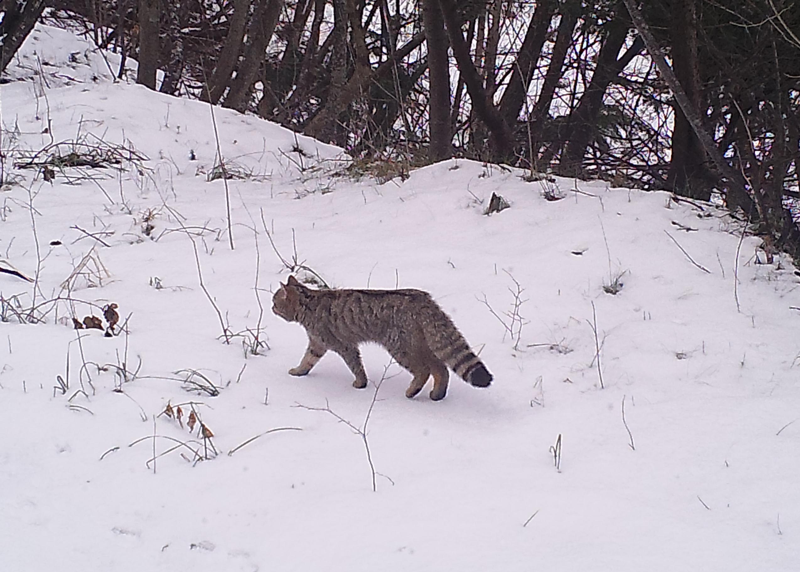 Il gatto selvatico fa la sua prima comparsa sul monte Bondone. La fototrappola aspettava lorso ma ha inquadrato il passaggio del felide