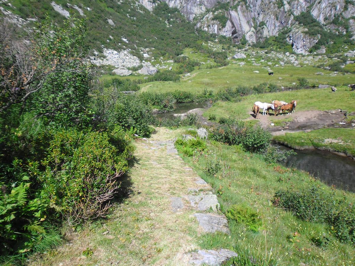 Sentiero sfalciato in Val di Breguzzo 1