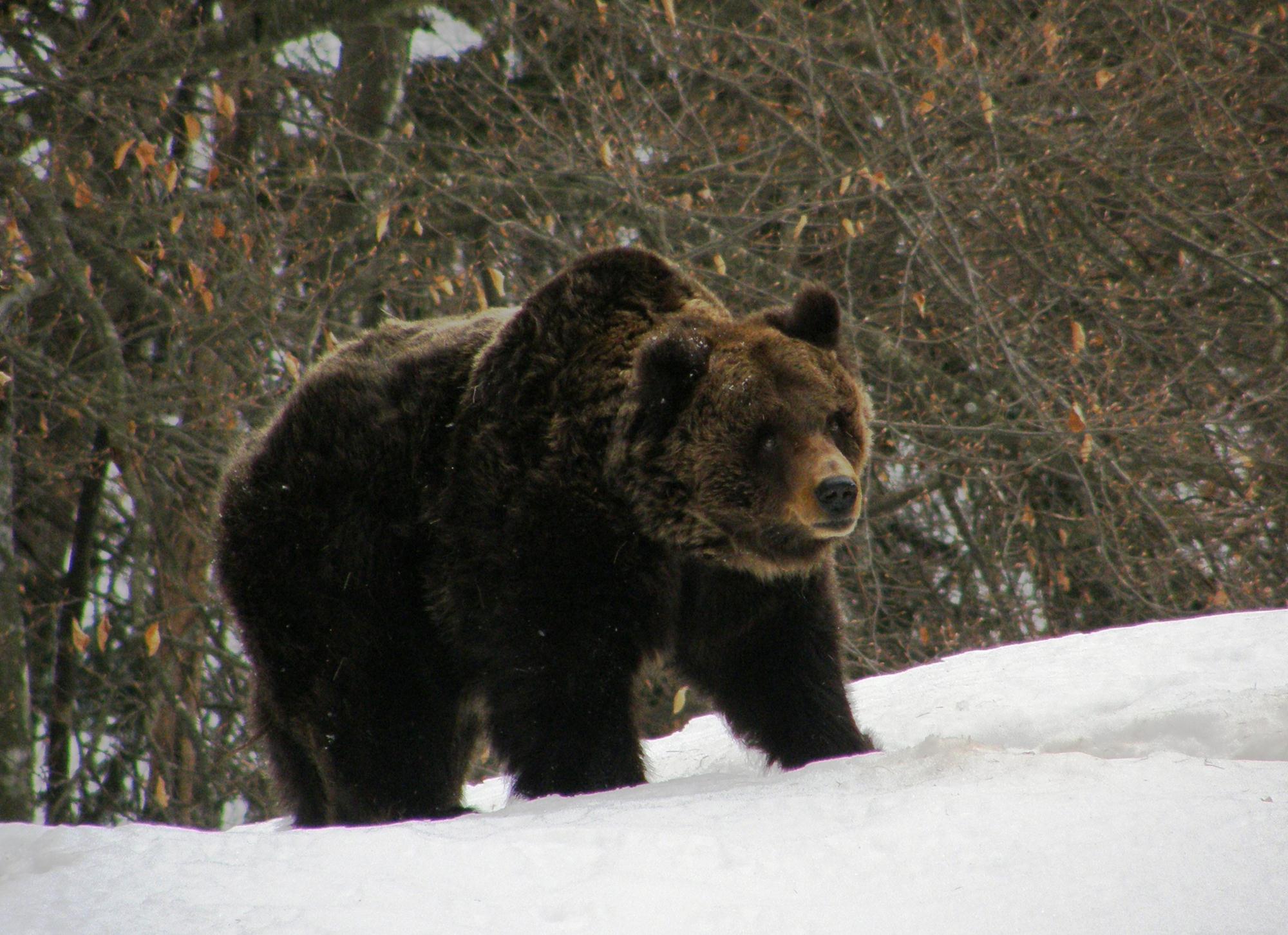 Ursus Arctos foto M. Zeni - Archivio Pnab.