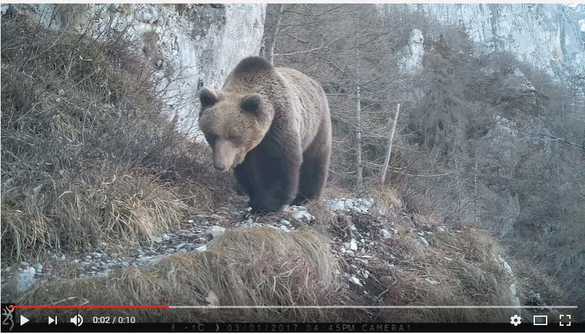 orso video