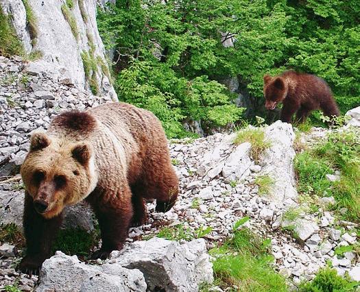 rapporto orso 2016