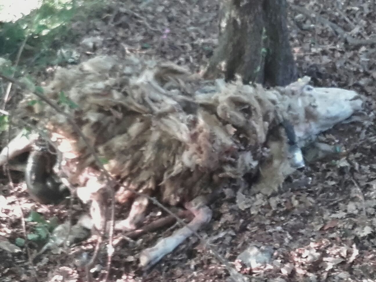 WhatsApp Image 2017-07-31 at 18.57.54