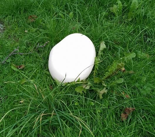 calvatia maxima