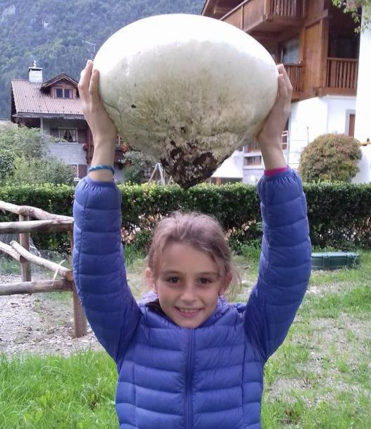 ritrovamento fungo con marica