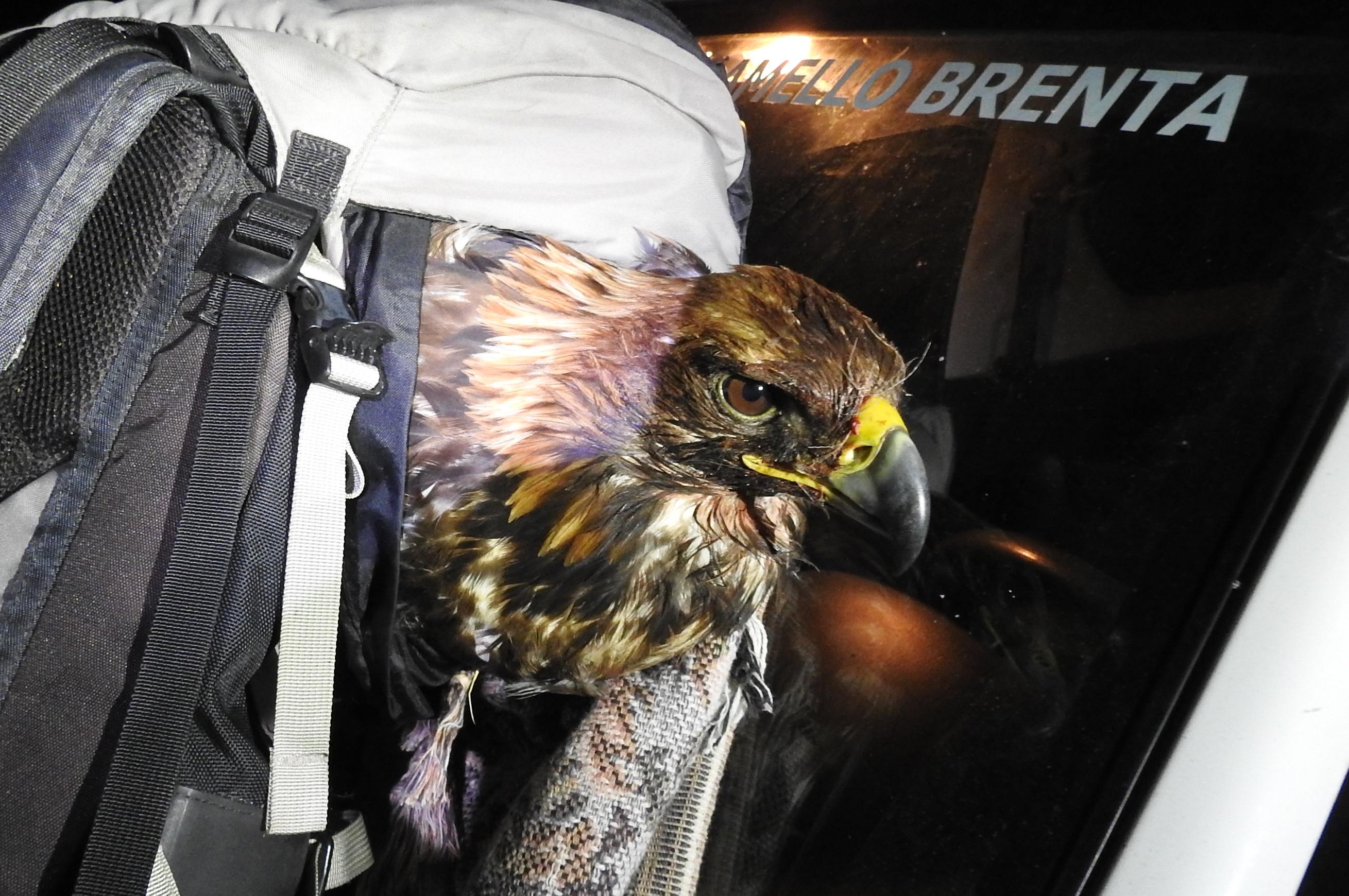 aquila 12 gennaio 2017  - PArco Naturale Adamello Brenta 2017