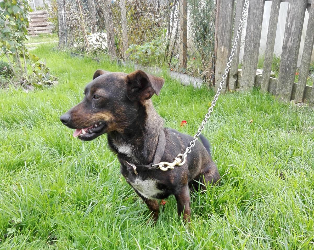 cagnetta abbandonata