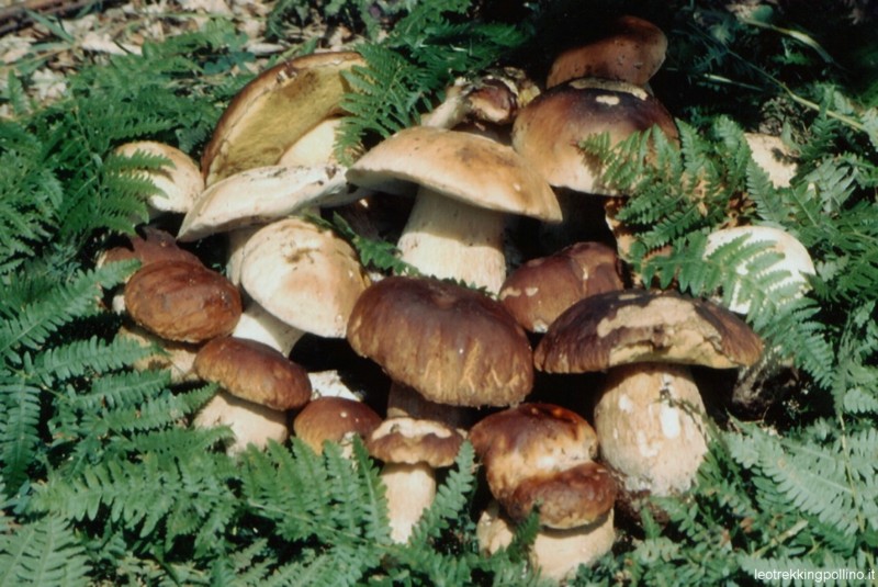 porcini - brise