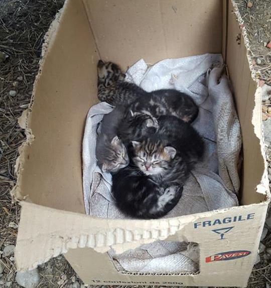 gattini abbandonati a Storo gattini abbandonati a Storo