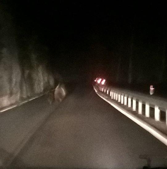 orso sulla strada di Montagne 2016