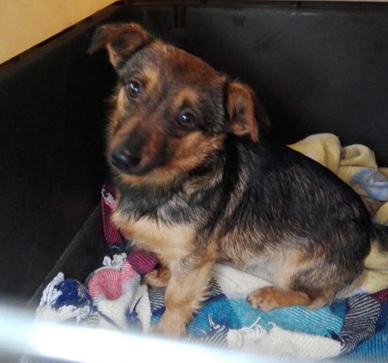 maltrattamento cani a Ponte Arche