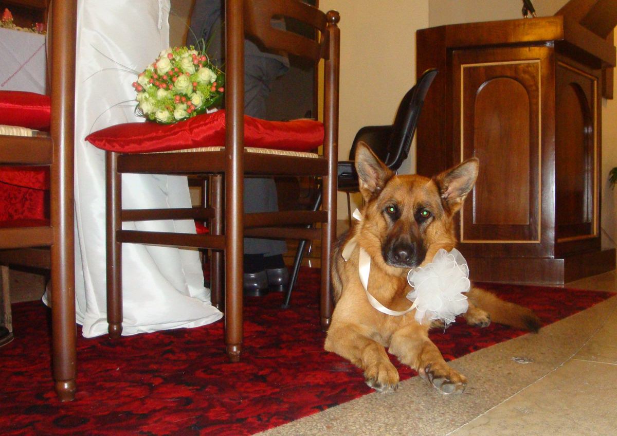 Dalla Svizzera a Condino per dirsi il fatidico sì. Il cane della sposa non vedent  Unica ha portato le fedi nuziali