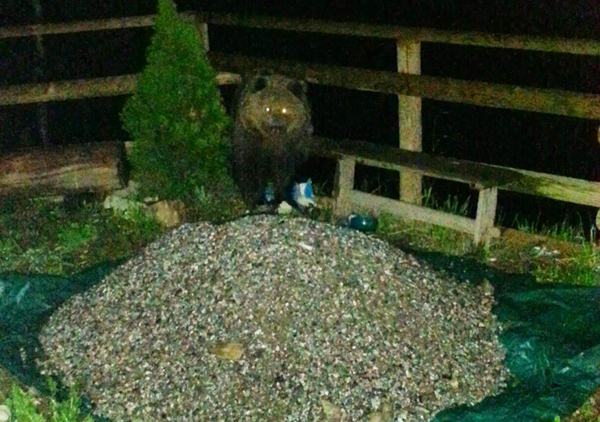 orso a Diaga - Caderzone Terme