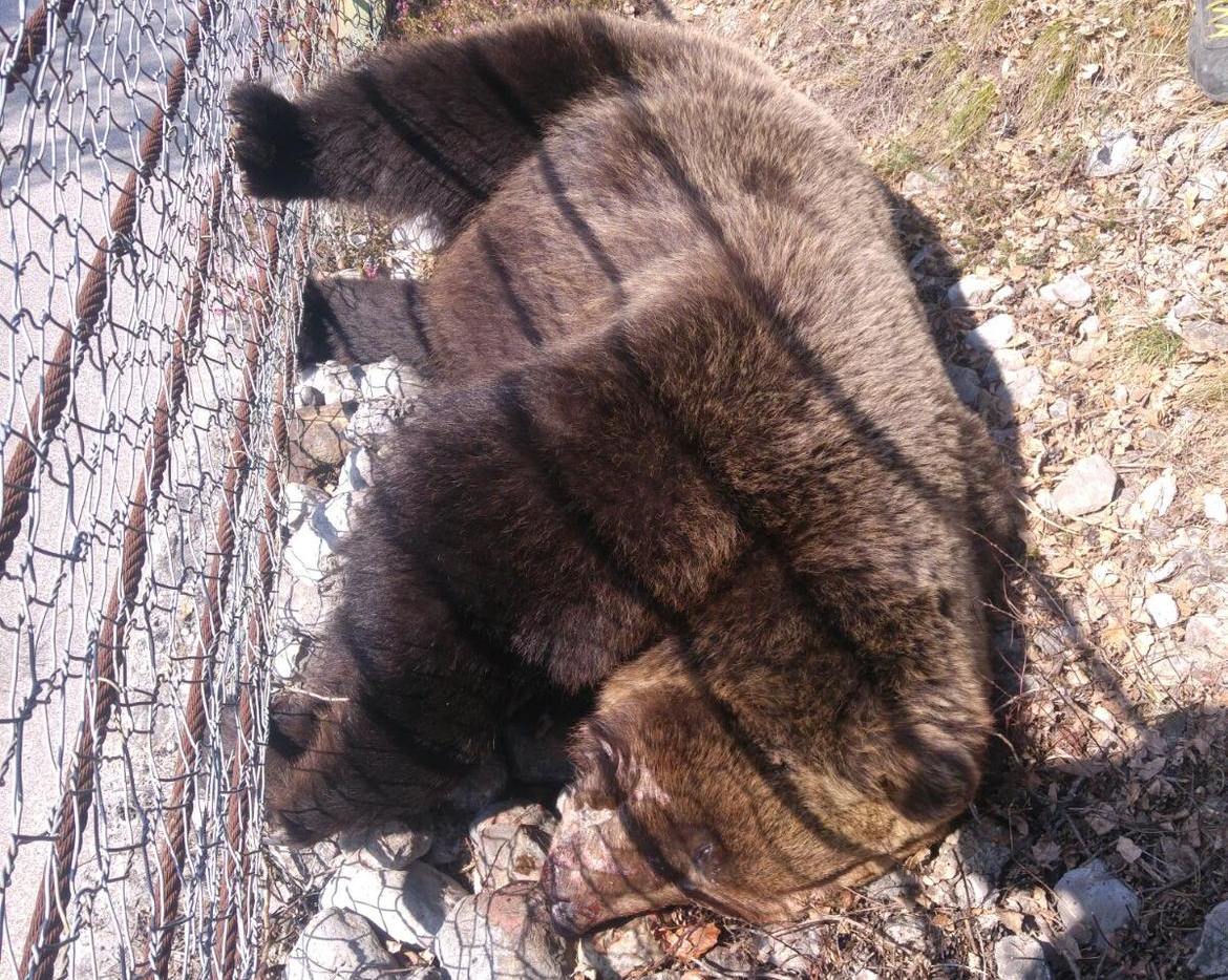 Orso-morto 21 marzo 2016 val di non