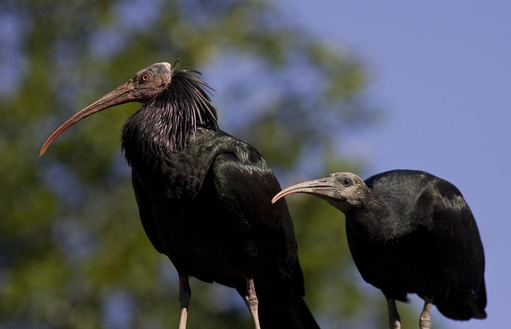 Ibis in Trentino foto