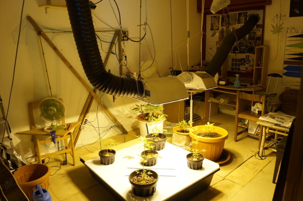 coltivazione in casa di marijuana