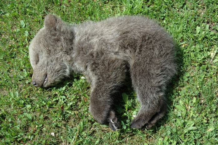 cucciolo di orso trovato morto in val dAmbiez