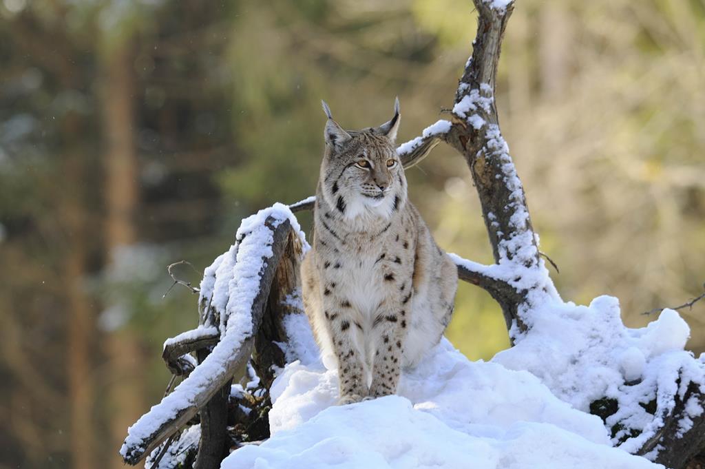 lince in Trentino valle di Daone
