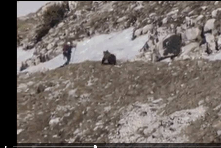 orso e uomo sul baldo