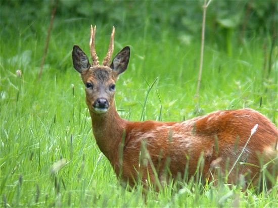 capriolo 01