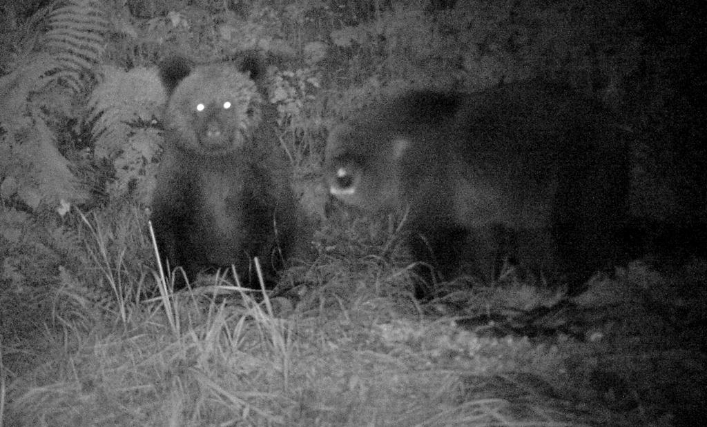orsetti cuccioli di Daniza 2014