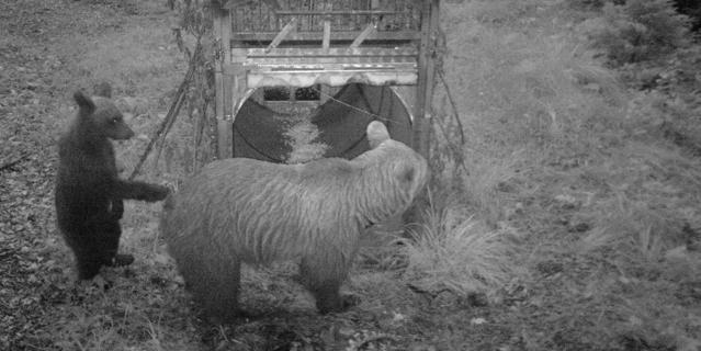 Daniza fototrappola