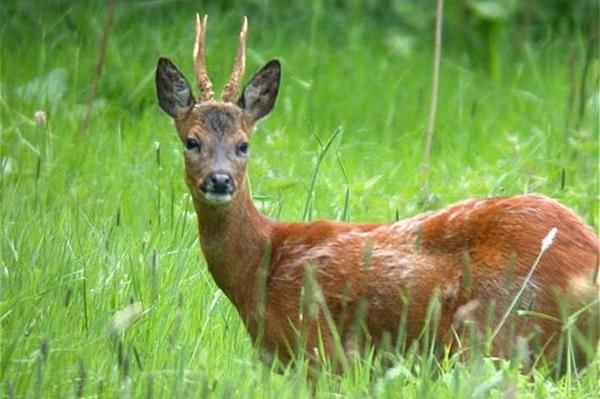 capriolo caccia Giudicarie