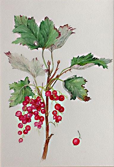 fiori di mar