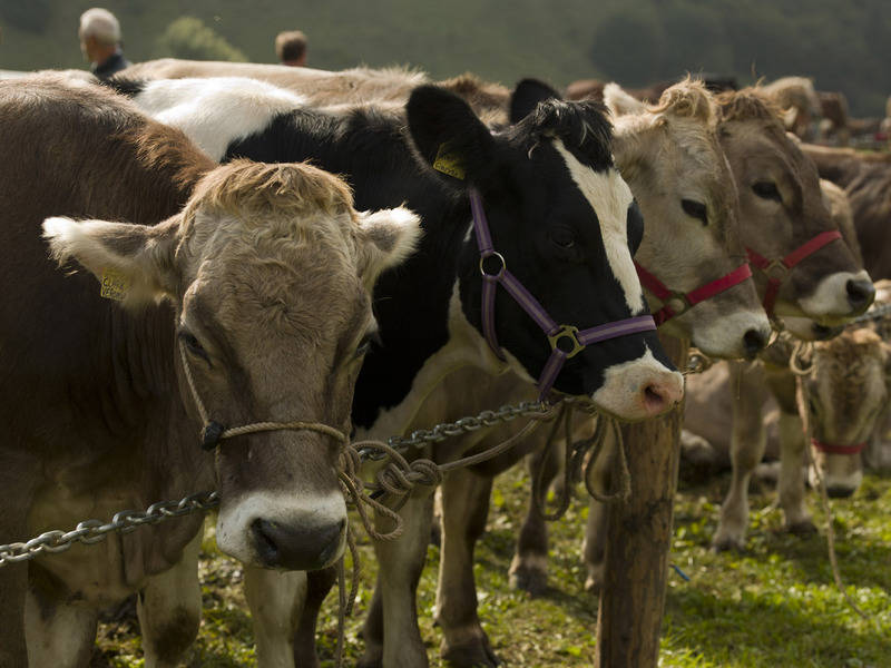 mondo-contadino-in-valle-del-chiese mondo-contadino-in-valle-del-chiese