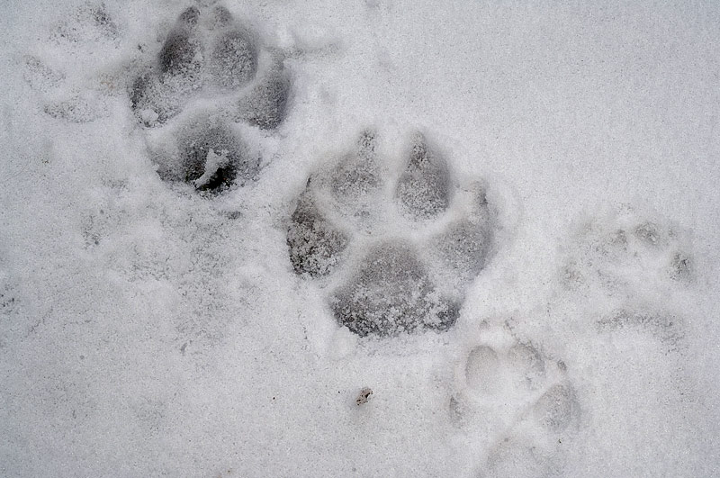 lupi-neve-tracce
