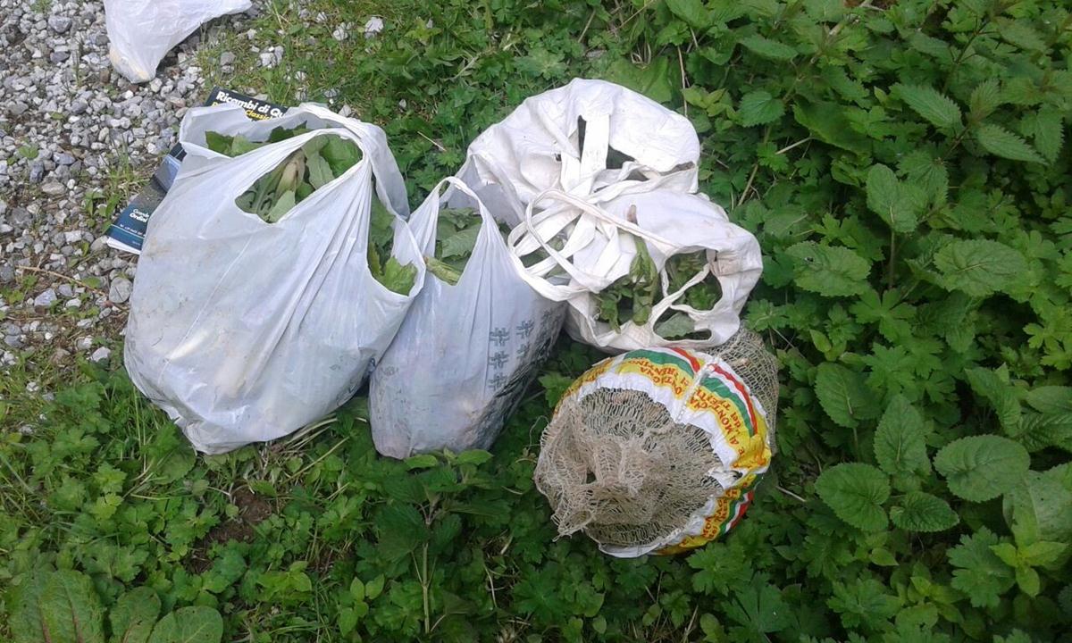 SEQUESTRO CICERBITA ALPINA - roncone