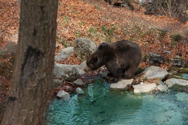orso in Trentino - convivenza