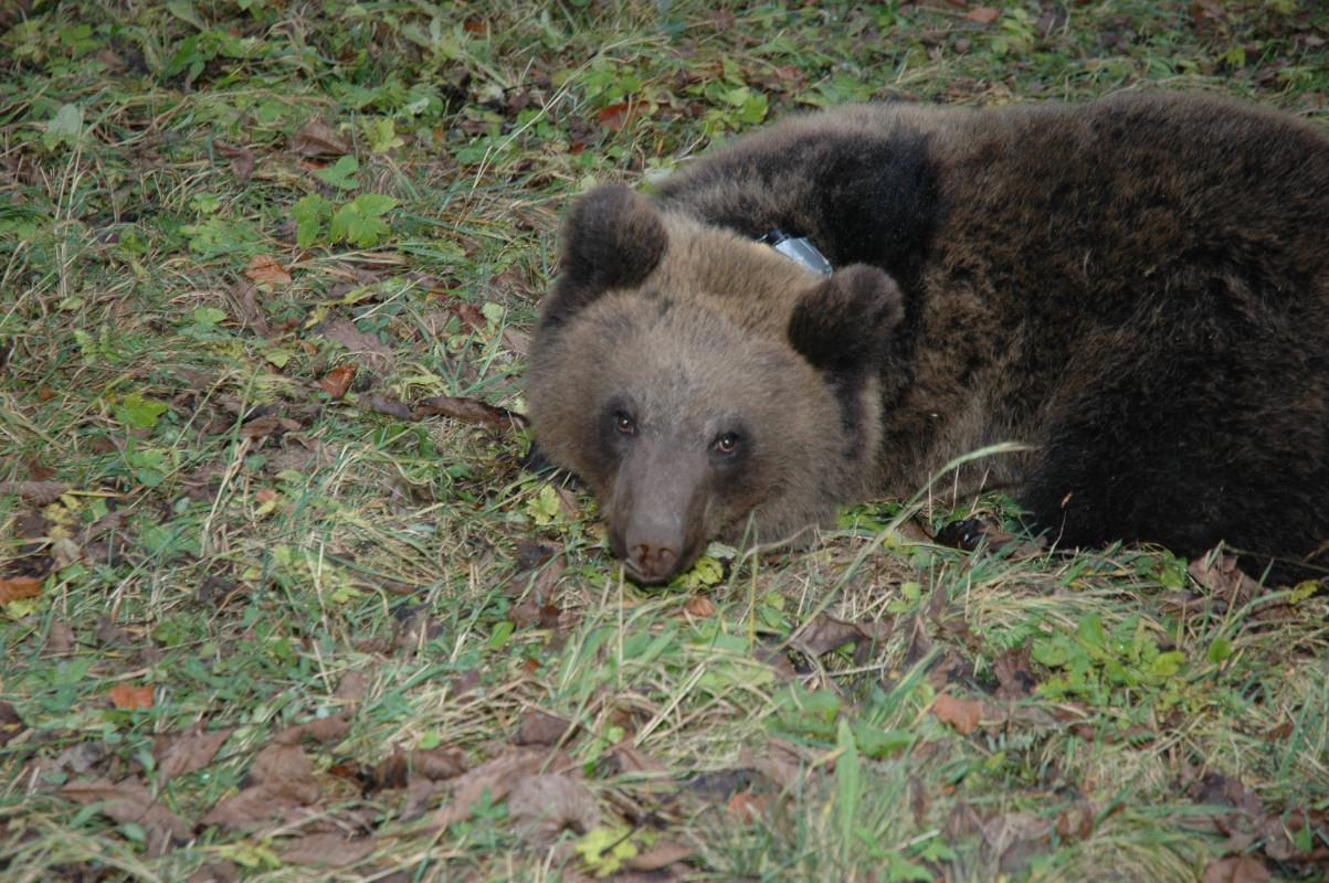 orso in trentino lav 2015