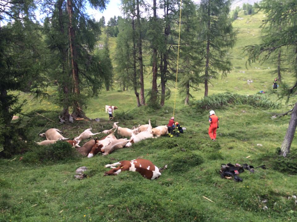 vacche morte colpite da un fulmine