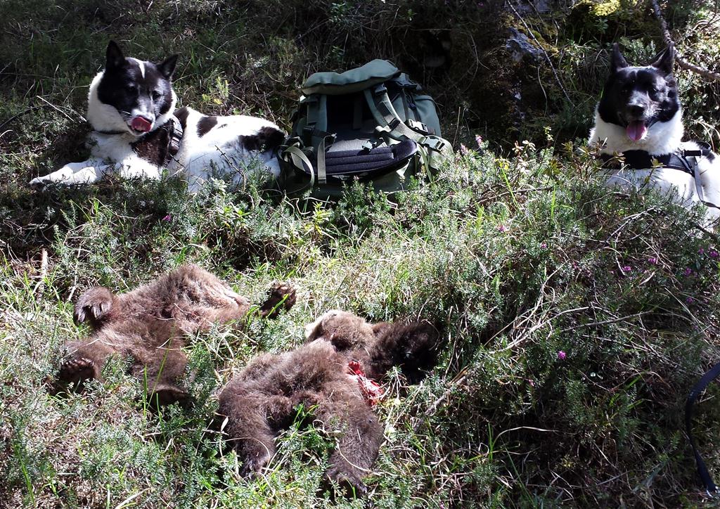 cani  e orsetti morti - Trentino 2015