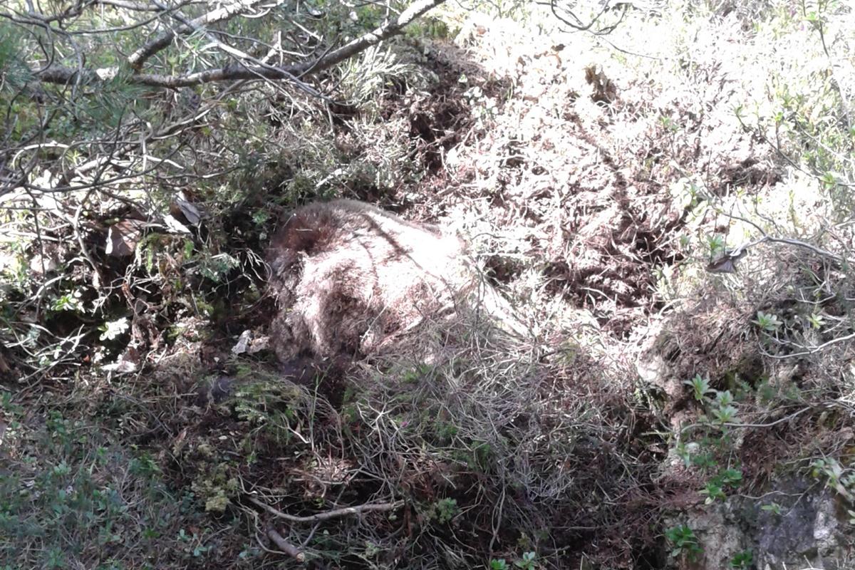 orsa trovata morta trentino - 2015