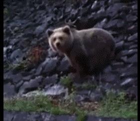orso in val rendena 2