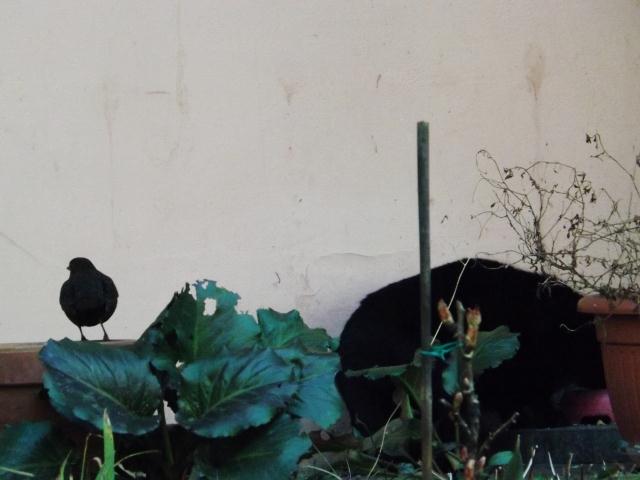 merlo e micio - Tione 2