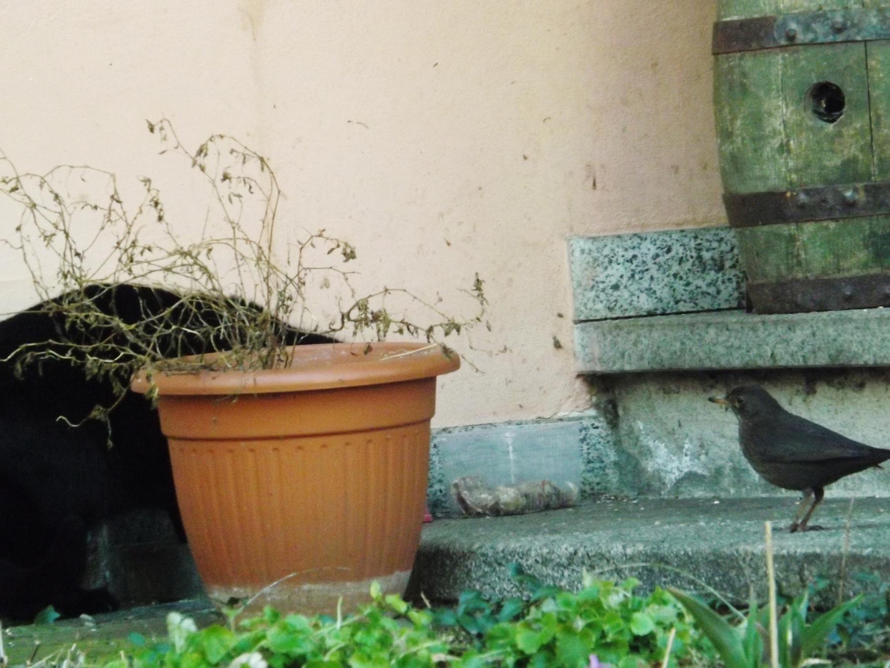 merlo e micio - Tione 3