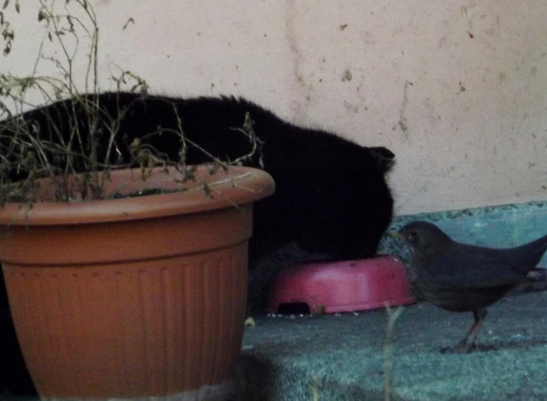 merlo e micio - Tione 4