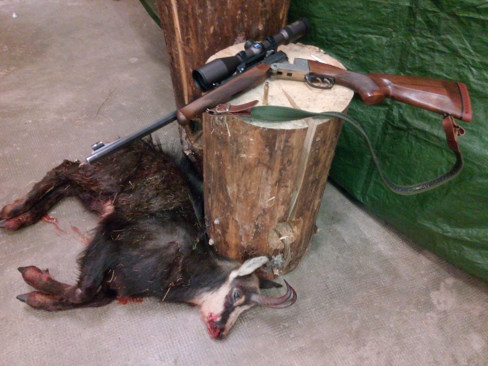 camoscio abbattuto - operazione antibracconaggio