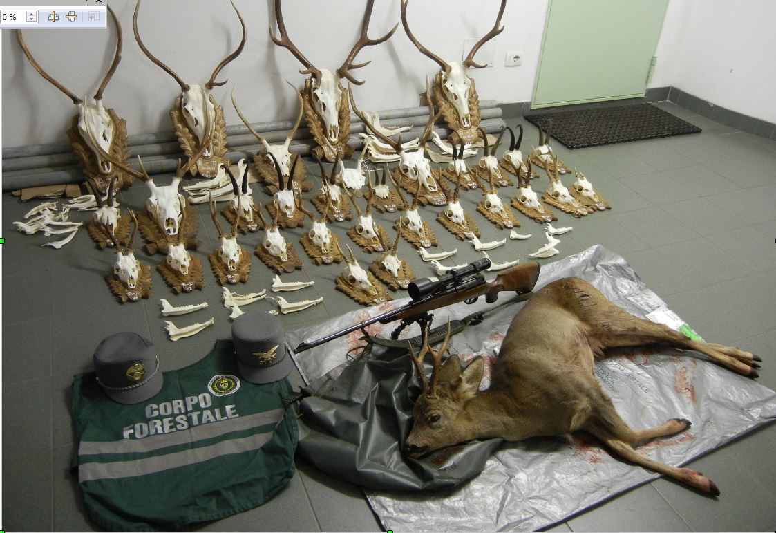 capriolo ucciso dai bracconieri