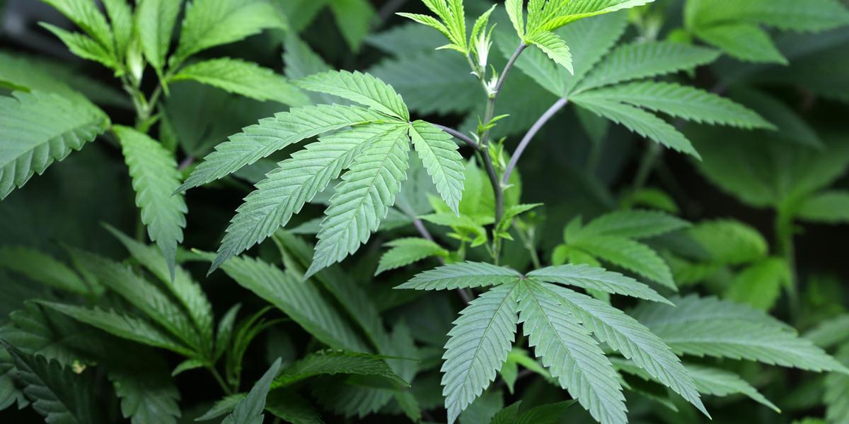 MARIJUANA-pieve di bono denunciato per produzione di stupefacenti